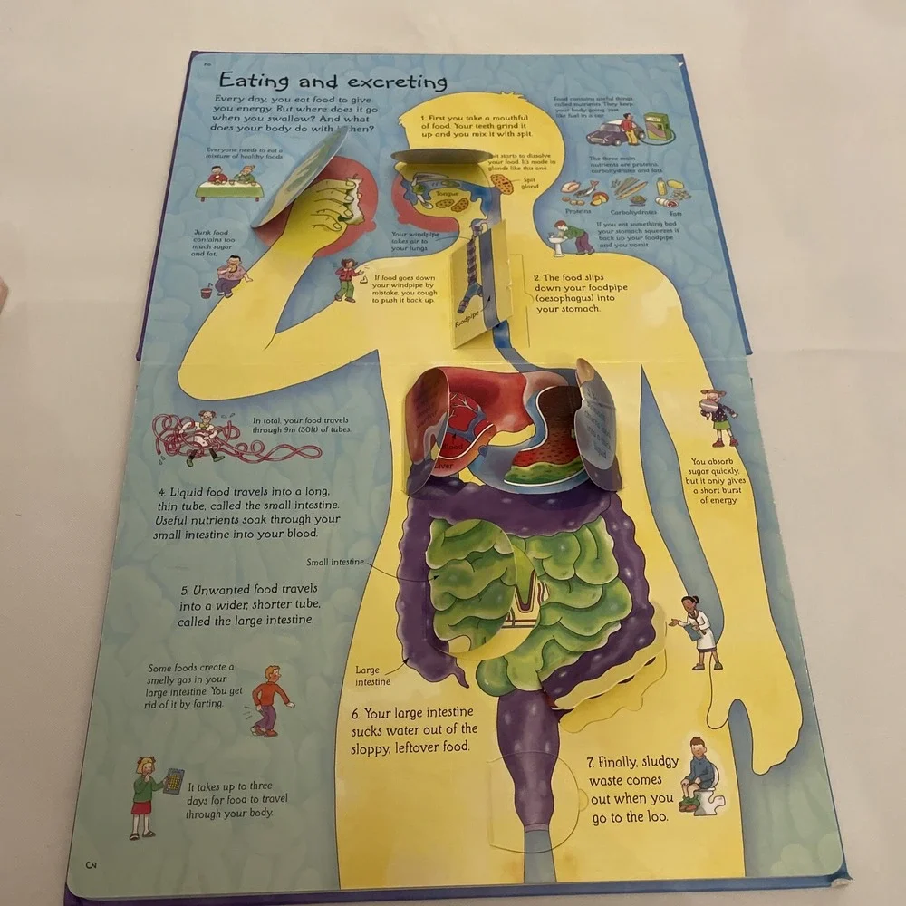 See Inside Your Body Large Board book With Educational‎ Information And Flaps